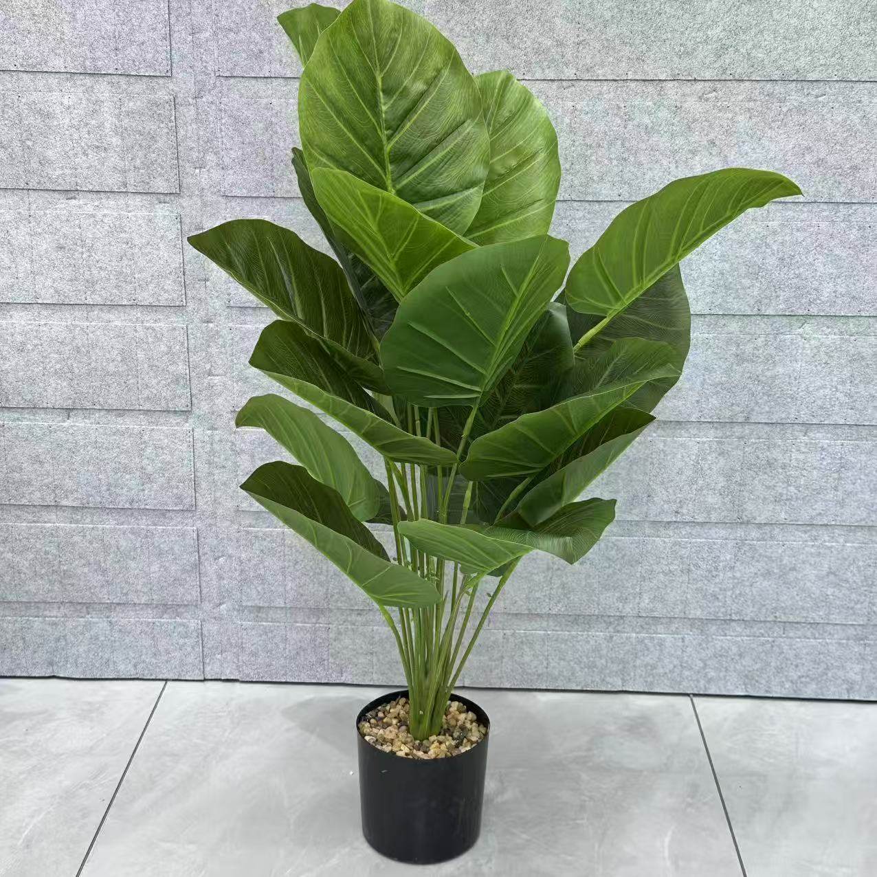 Bonsai (19)